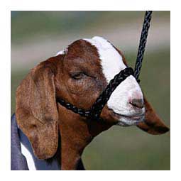 Soft Braid Sheep/Goat Halter  Sullivan Supply
